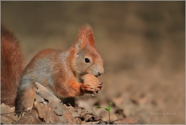 <p>VEVERKA OBECNÁ (Sciurus vulgaris) /Red squirrel - Eichhörnchen/</p>